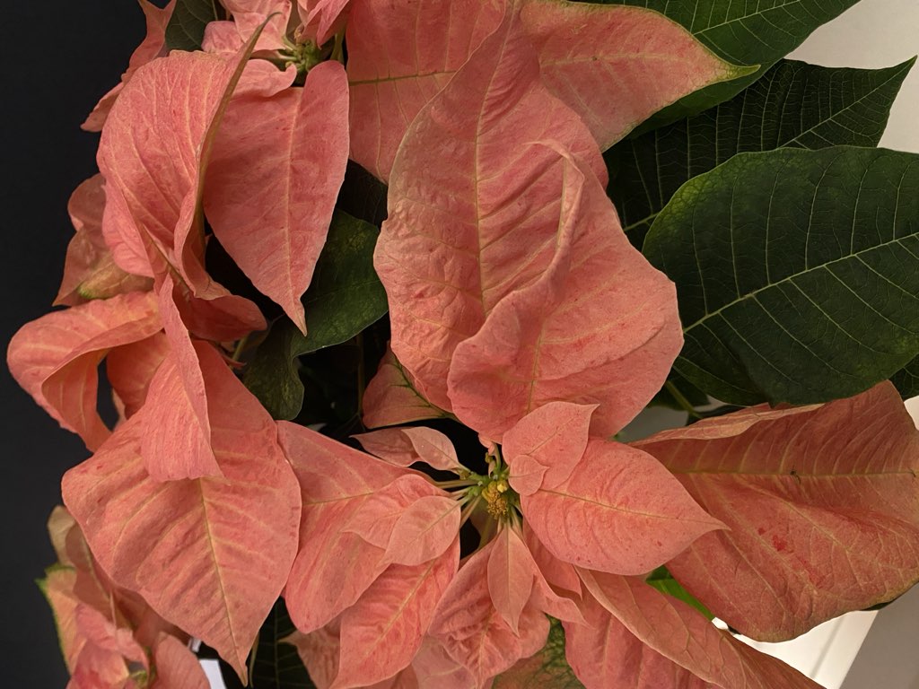 A photo of light red poinsettias.