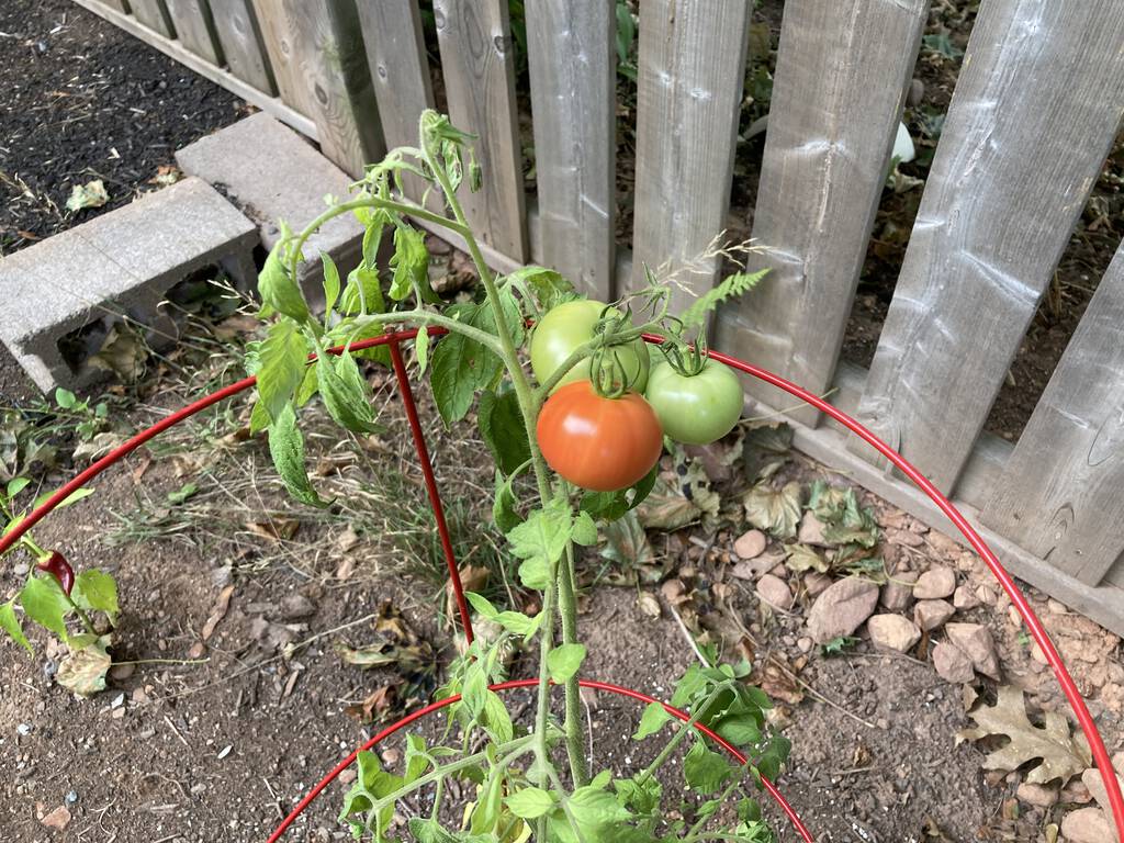 A single red tomato on Jackson the tomato plant.