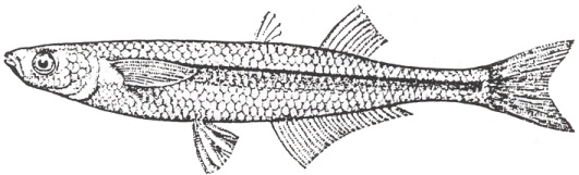 Silverside Fish