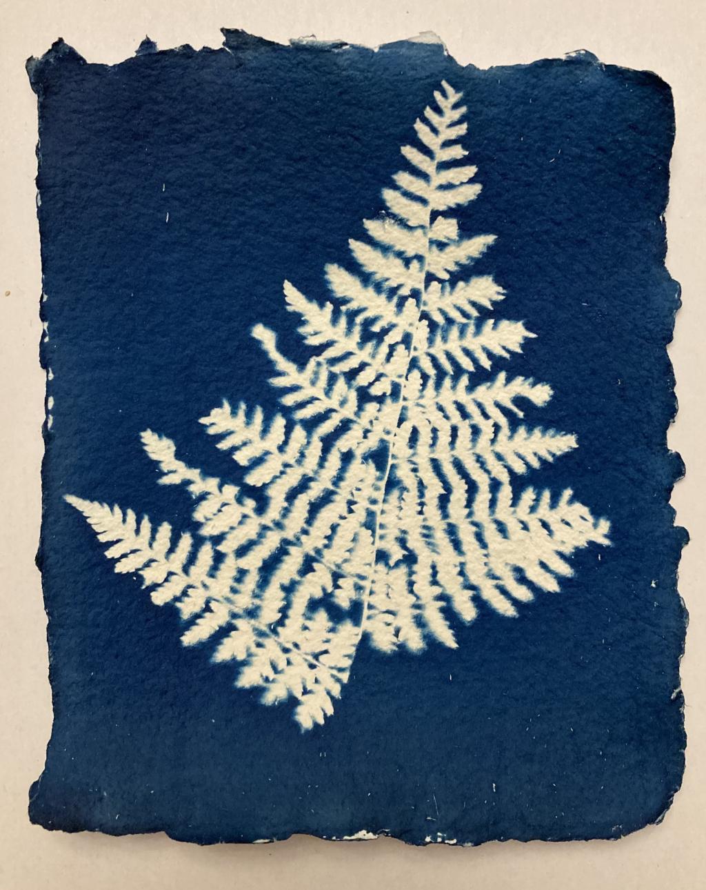 Cyanotype fern print one.