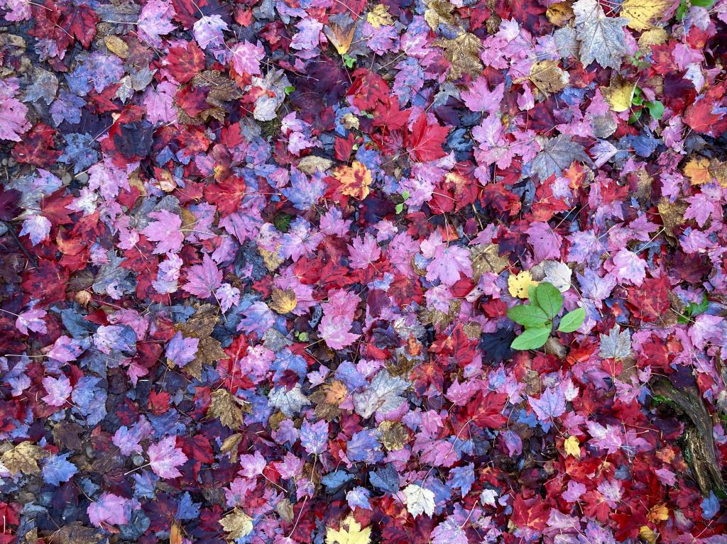 Bright red leaves.