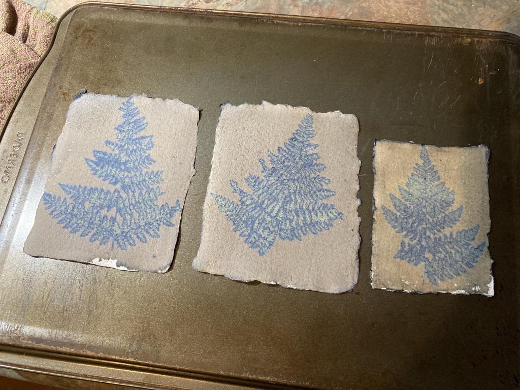 Exposed cyanotype paper with fern print.