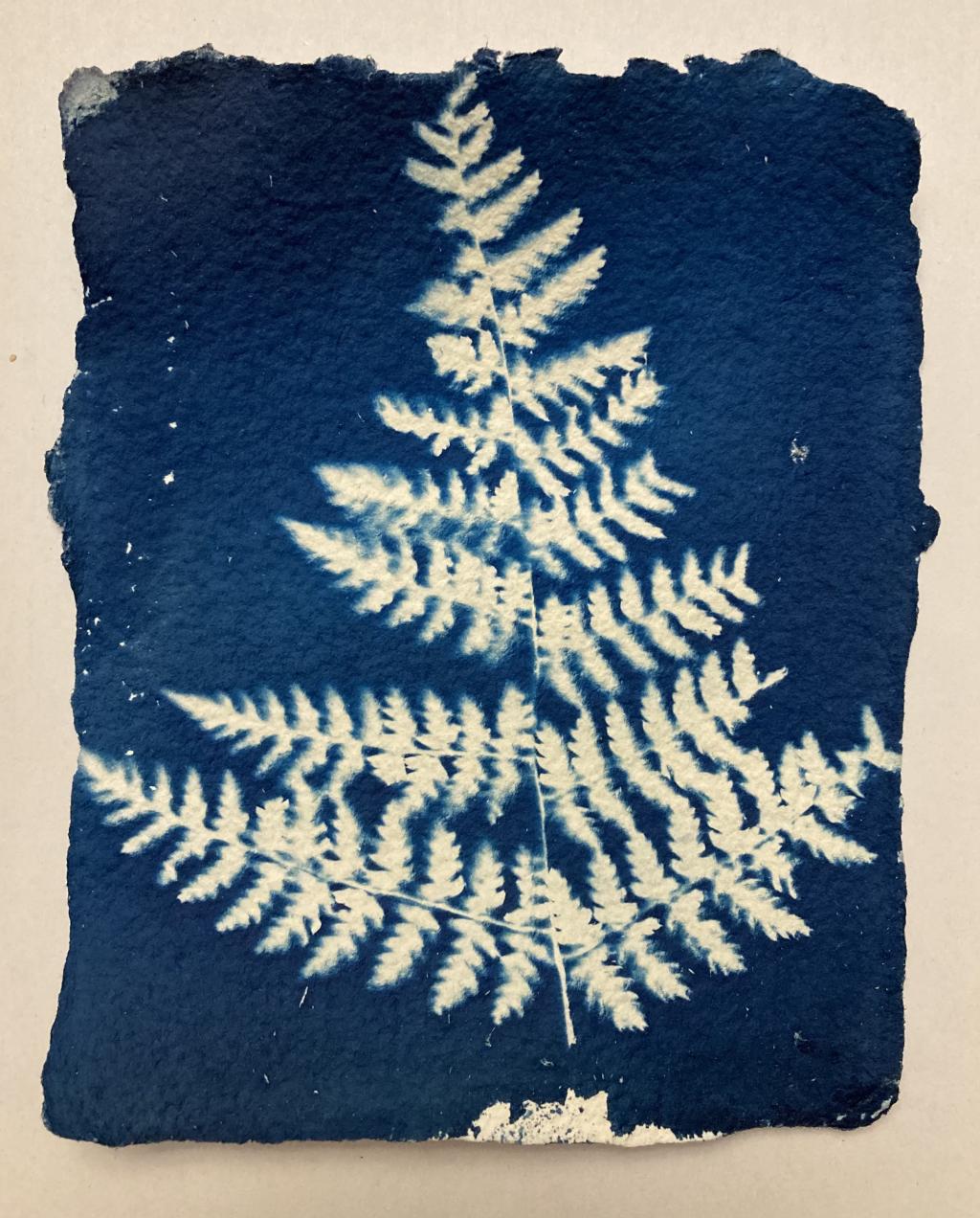 Cyanotype fern print two.