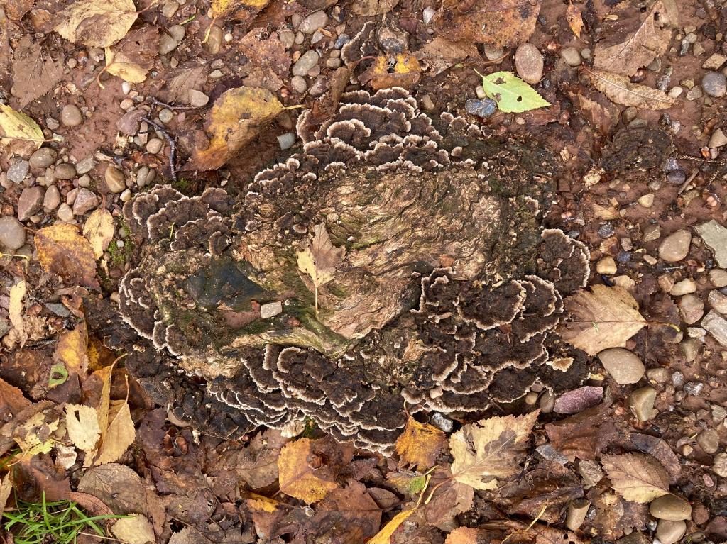 Fungus.