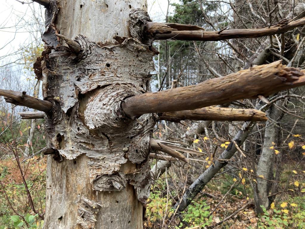 Section of a dead tree.
