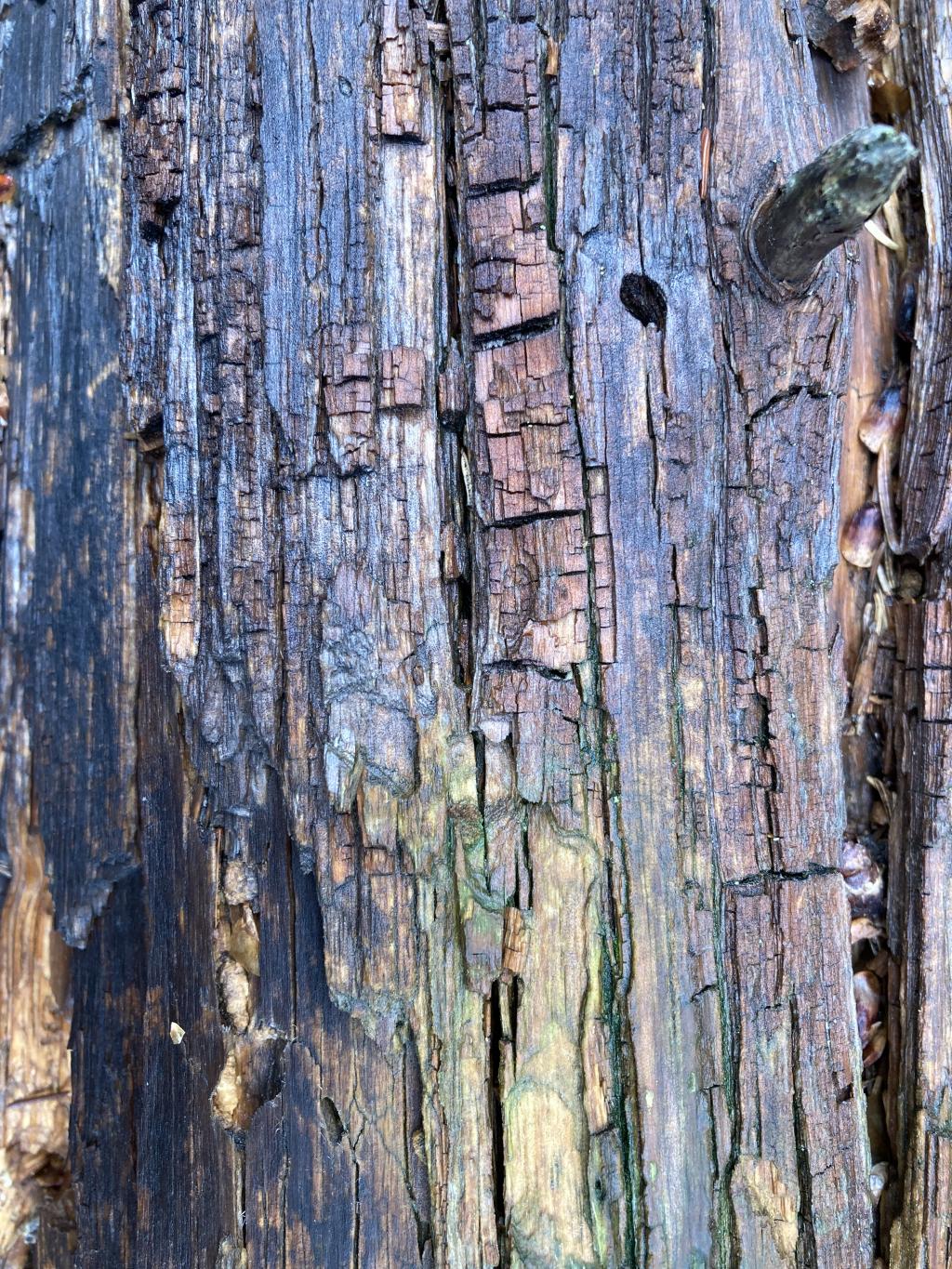 Section of a felled tree.