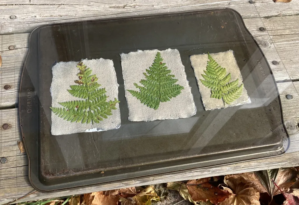 Ferns on cyanotype paper under glass.