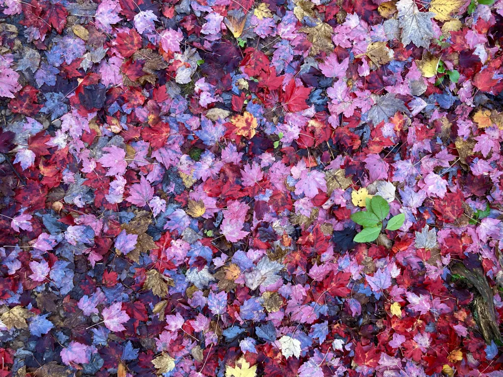 Bright red leaves.