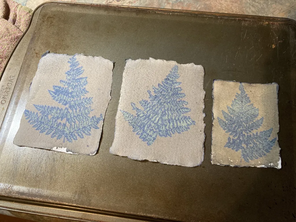 Exposed cyanotype paper with fern print.