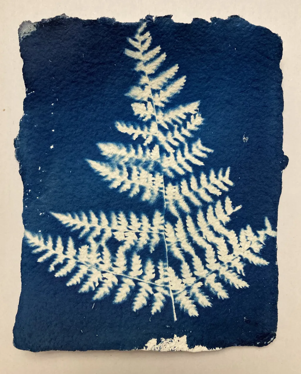 Cyanotype fern print two.