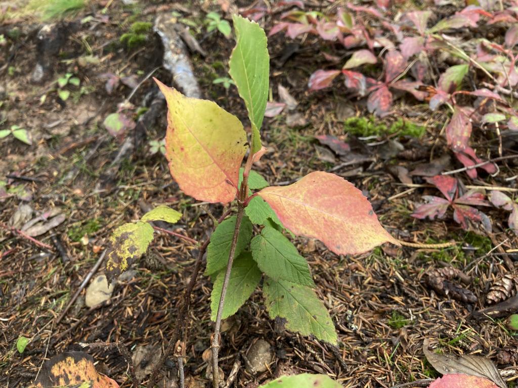 A green plant turning orange and gold. 