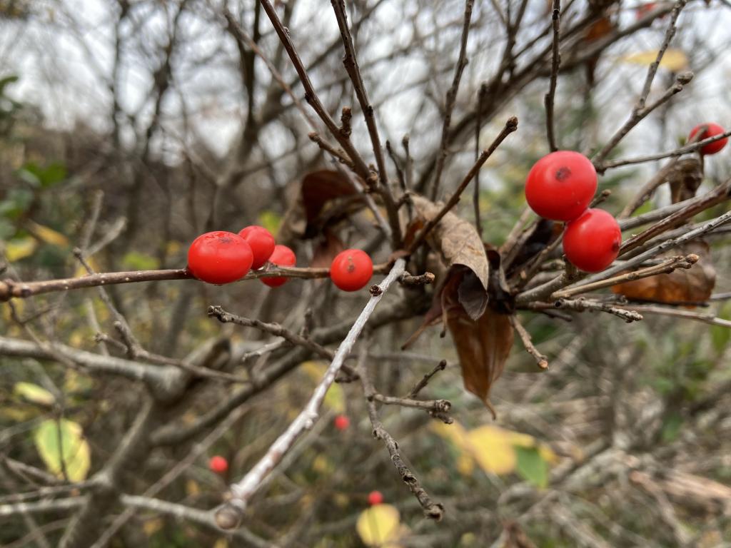 Bright red berries. 