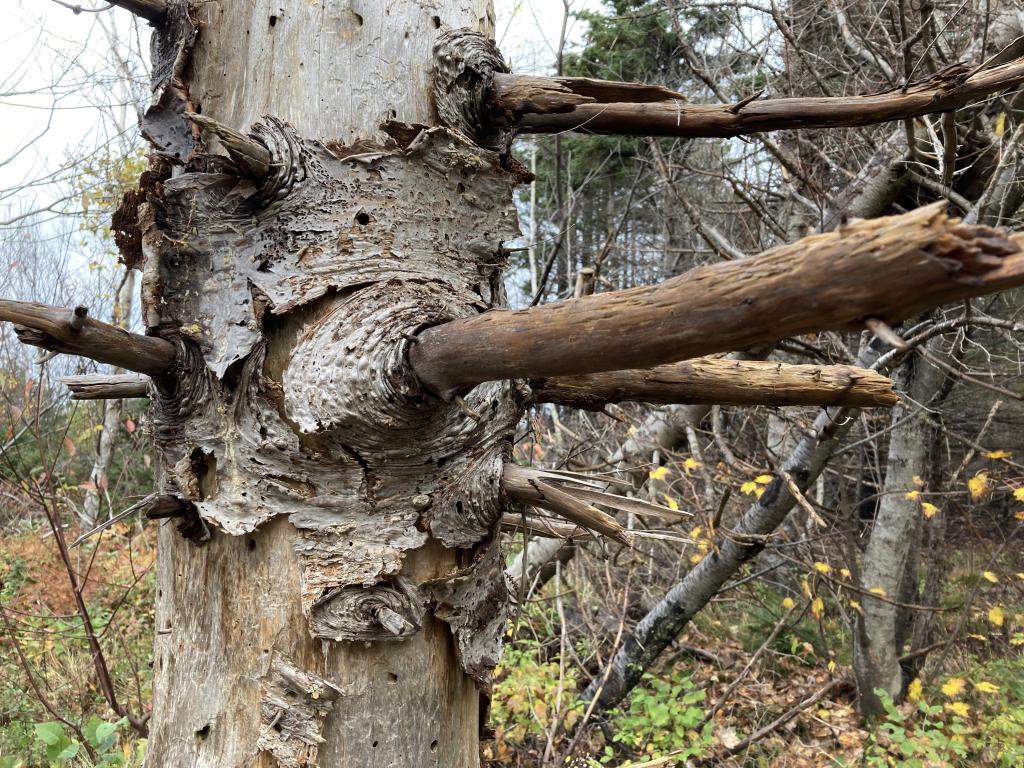 Section of a dead tree. 