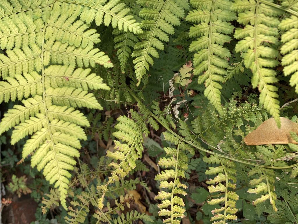 Ferns in the garden. 