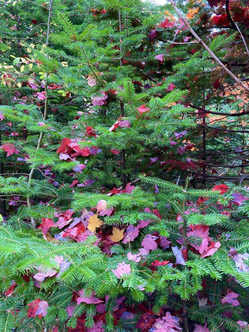 Bright red leaves that fell on a bright green evergreen. 