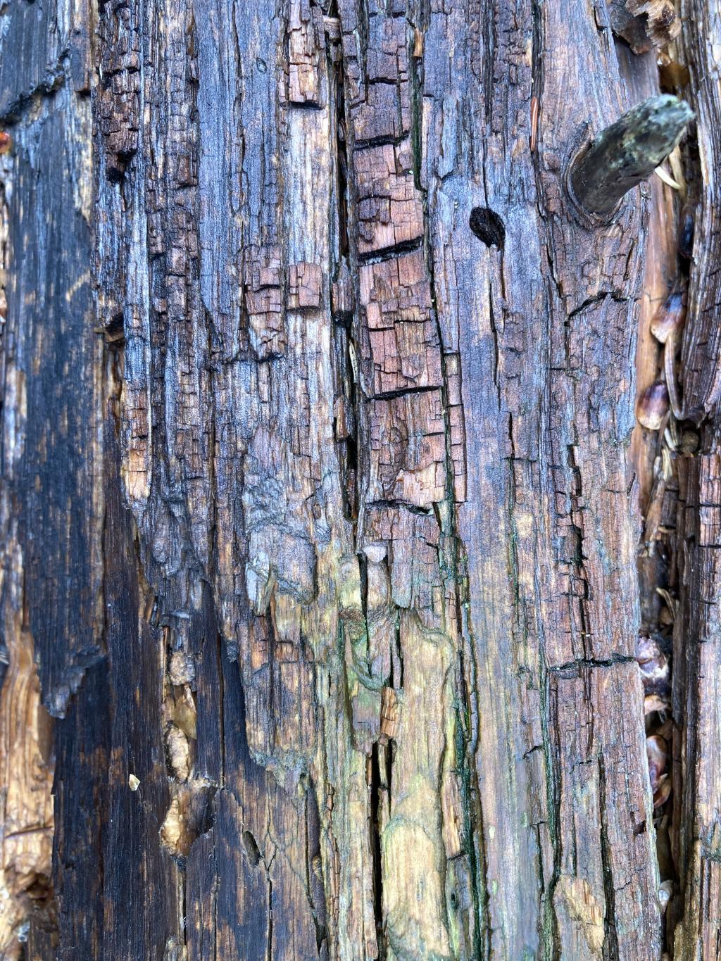 Section of a felled tree. 