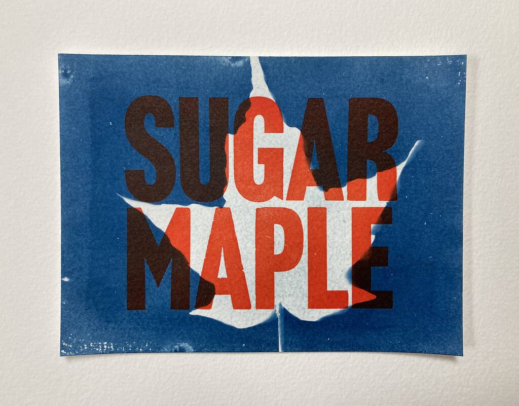 SUGAR MAPLE overprinted on cyanotype of sugar maple leave.