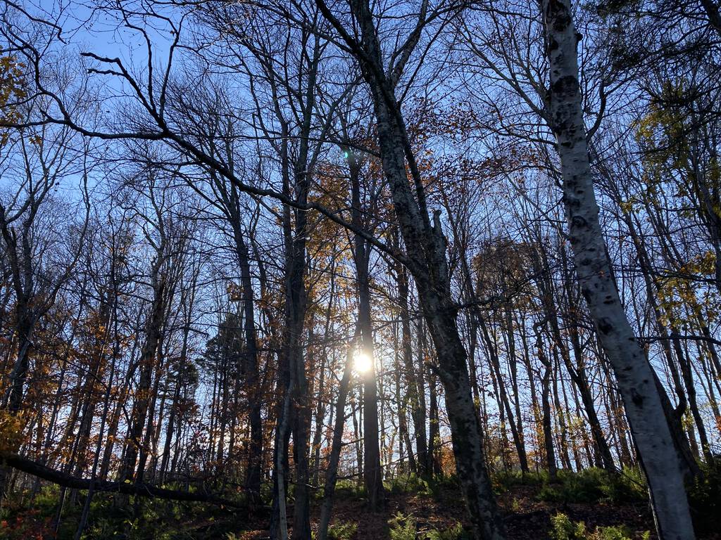 Sun through the trees at Andrews Pond South.