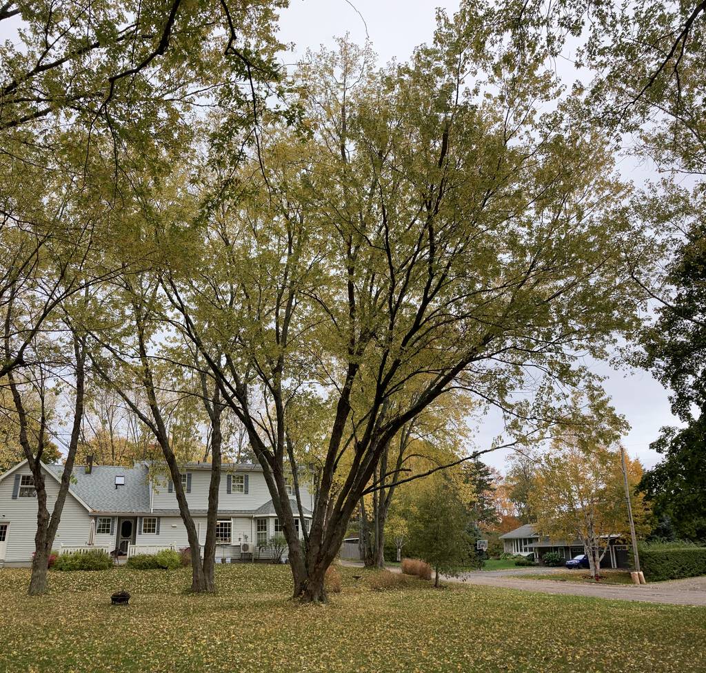 Photo of the silver maple in St. Clair Park.