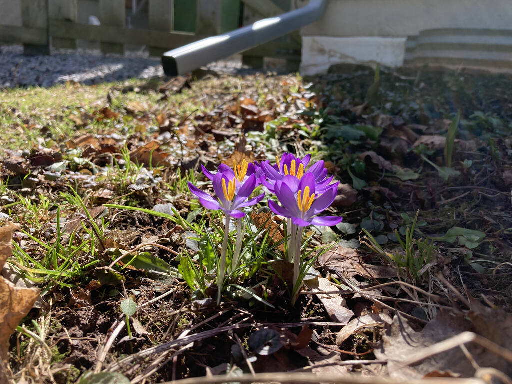 Photo of tiny purple flowers in an otherwise empty garden behind my house, with a drain pipe in the background.