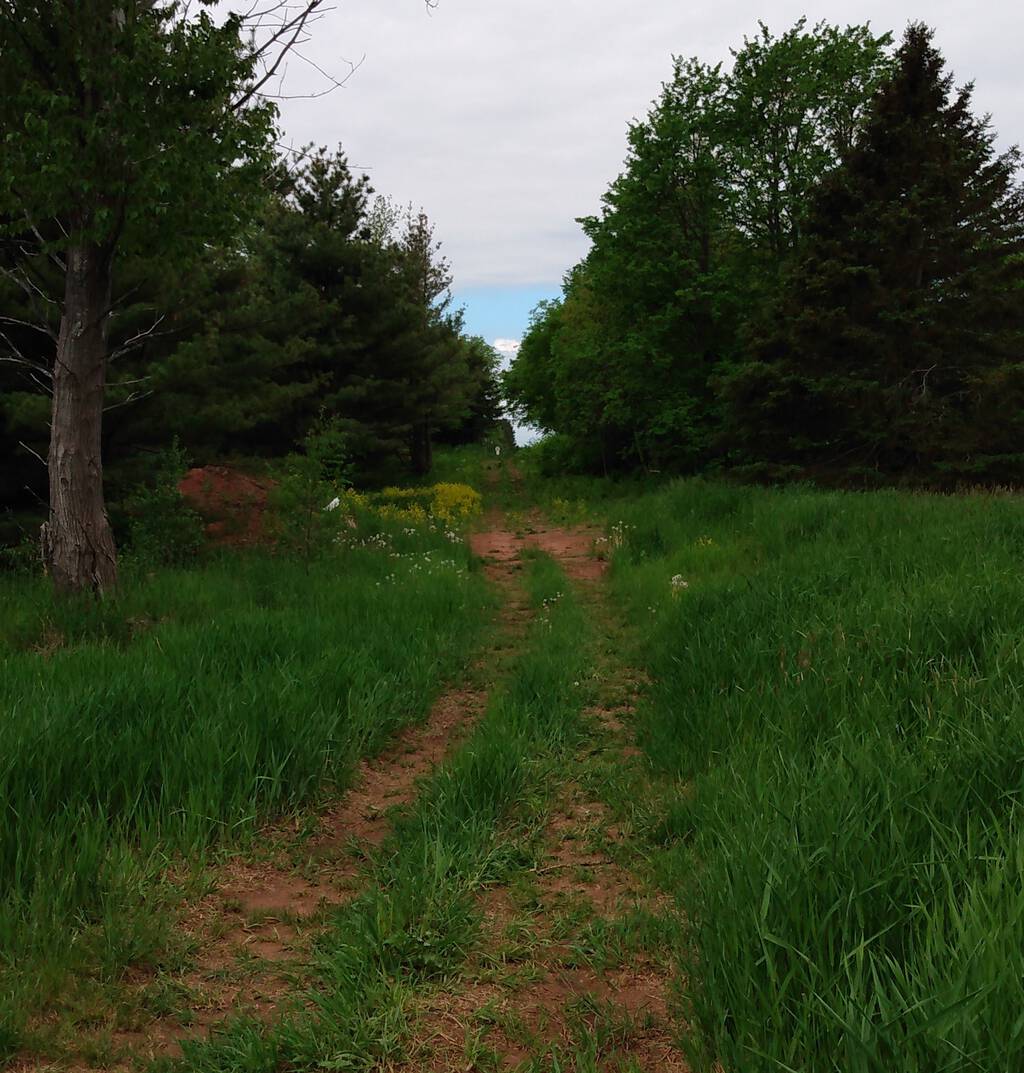 Trail through to university