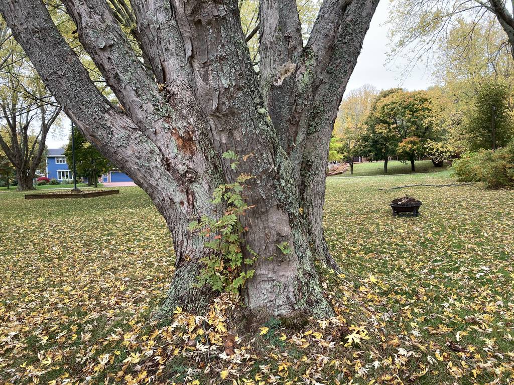 Photo of the base of the large silver maple tree, showing it's a trunk of many parts.