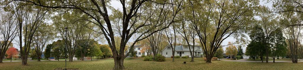 Panoramic photo of St. Clair Park, showing many large silver maple trees.