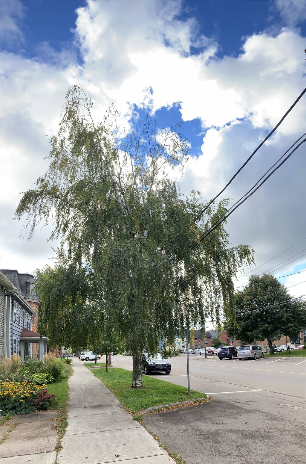 The weeping birch in its glory