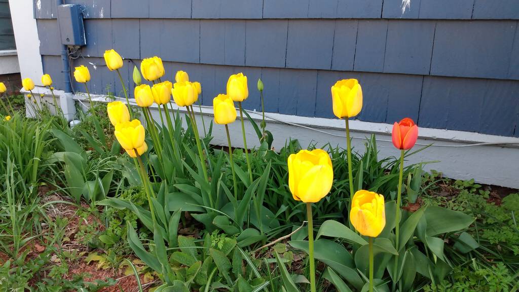 Yellow tulips in our front garden.